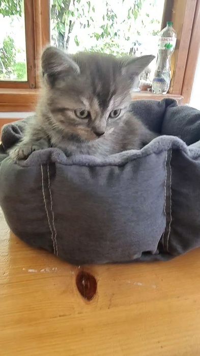 Кошеня британської кішечки, дівчинка.