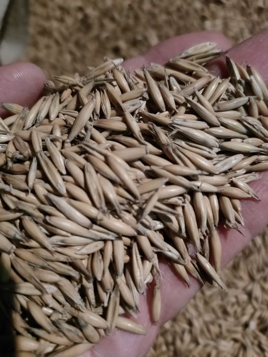 Sprzedam owies czysty suchy Nawigator, Rambo