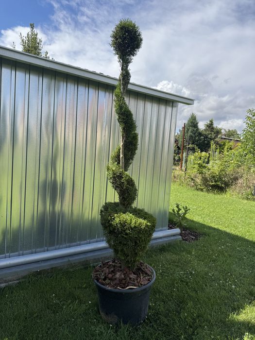 Tuja szmaragd Spirala Bonsai