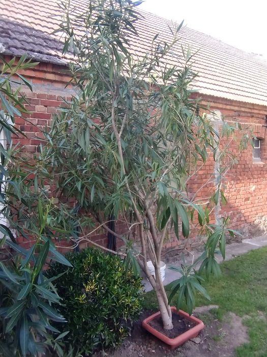 Oleander pospolity nerium biały różowy kwiat drzewo oleandr Poznań