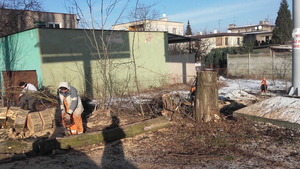 Profesjonalna wycinka oraz pielęgnacja drzew. Frezowanie pni.