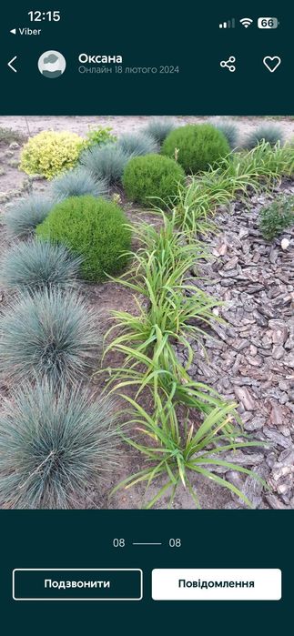 Продам лаванду і лавандин