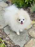 Cudny bialy FCI ZKWP 5msc piesek pomeranian szpic miniaturowy miś boo