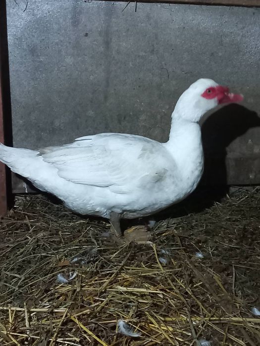 Мускусні індокачури та індокачечки німецької лінії