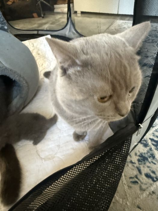 Kot brytyjski niebieski liliowy