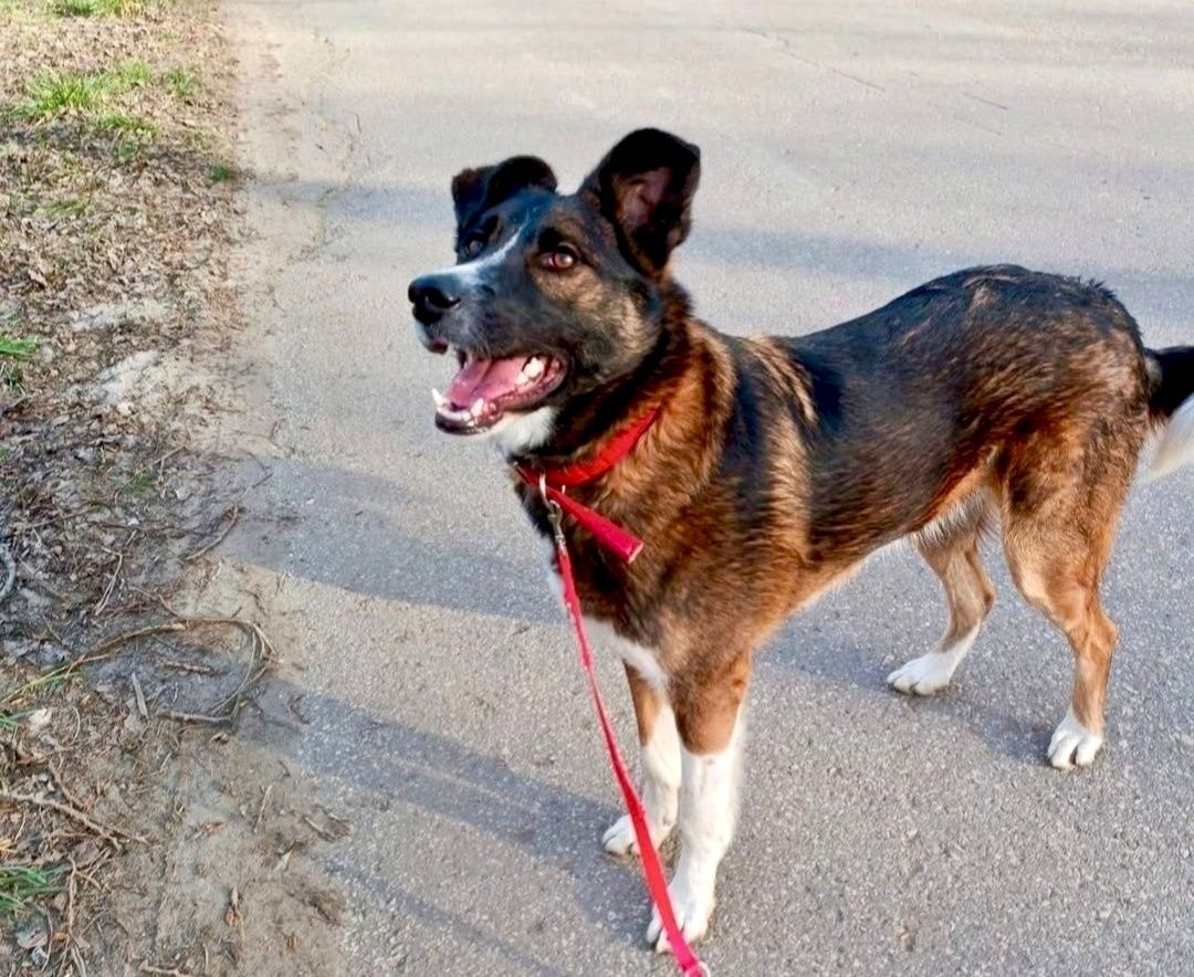 Kropka gorąco poleca się do adopcji..
