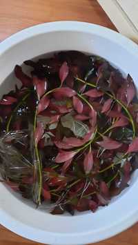 Ludwigia repens red.