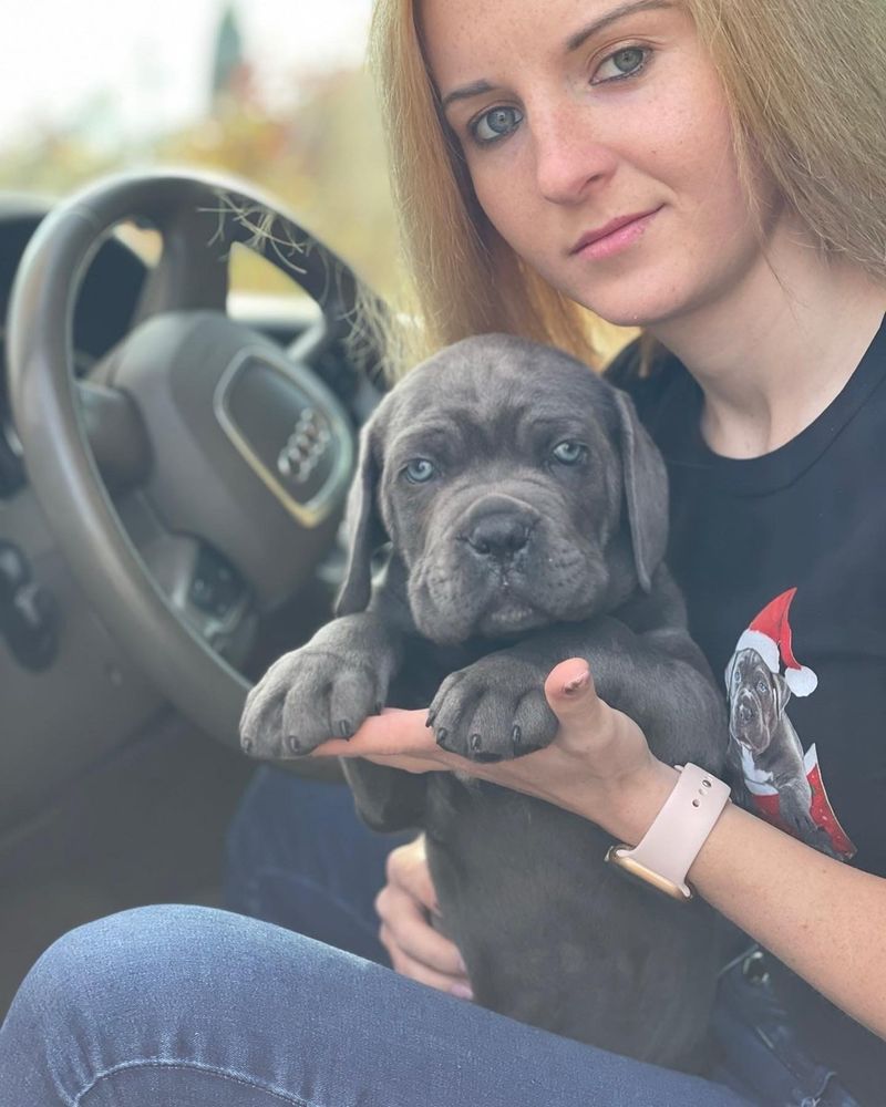 Елітний хлопчик Оскар-Cane corso Italiano