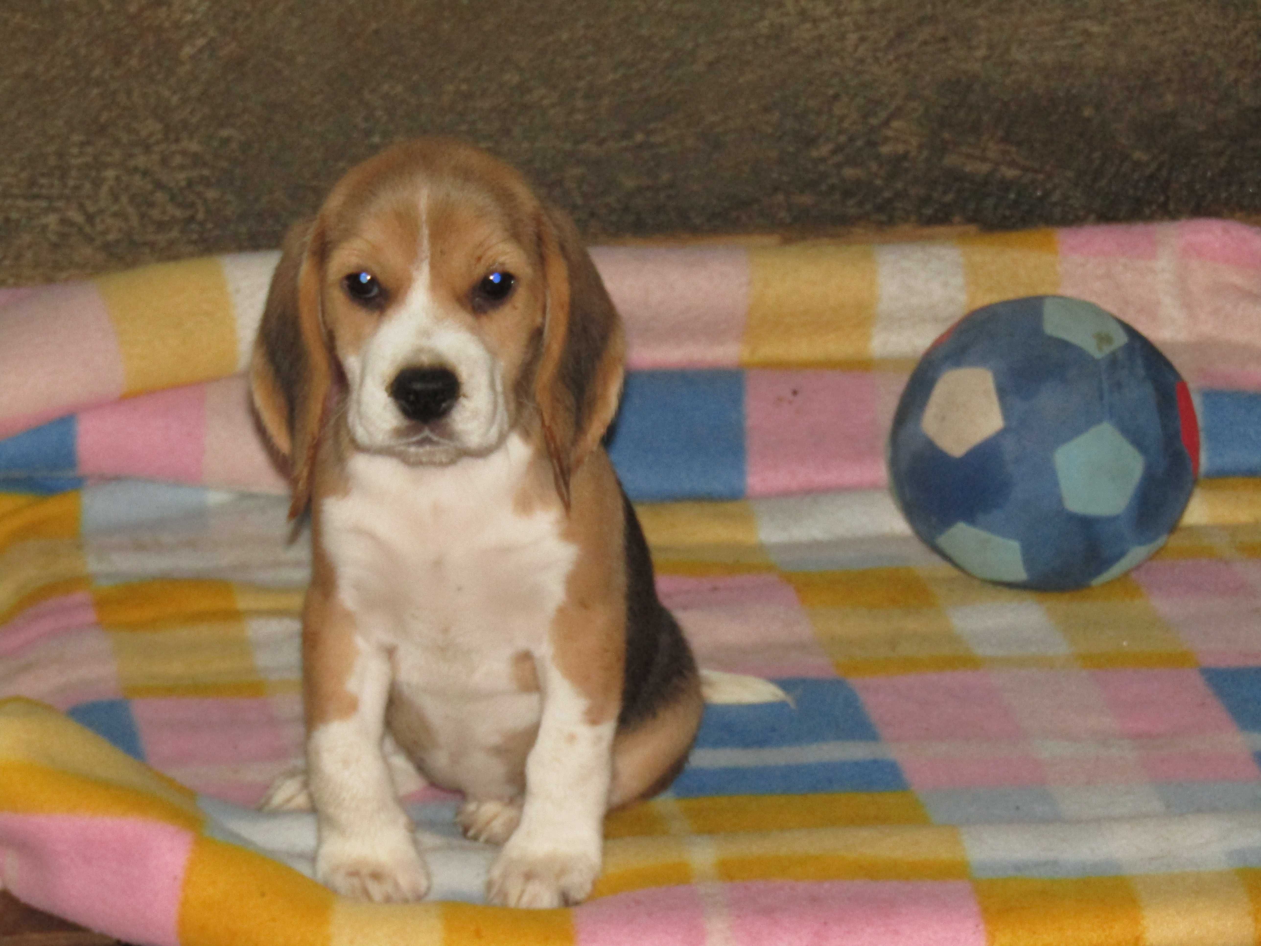 Fêmea Beagle Tricolor de Qualidade Porte Pequeno.