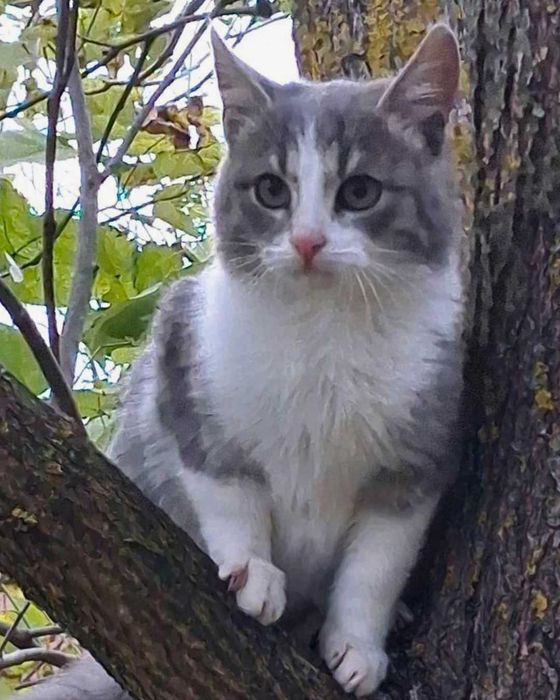 Кошенята в добрі руки