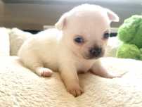 Sunia krótkowłosa chihuahua FCI
