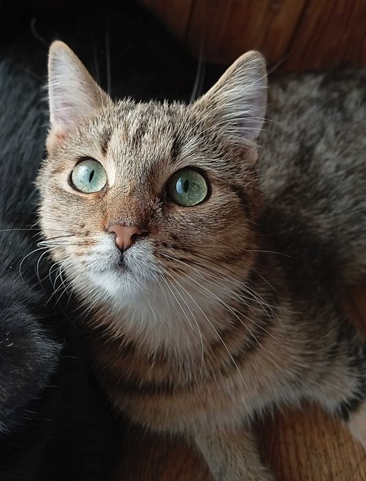 Agatek szuka Człowieka na zawsze - pomożesz :) ?