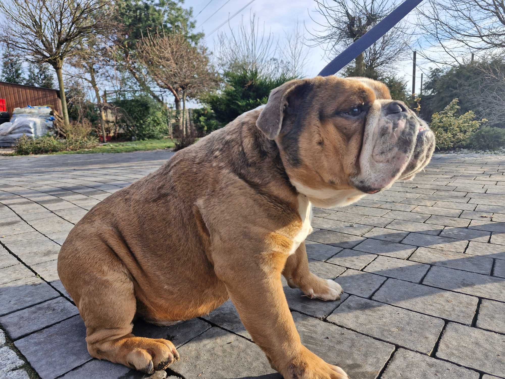 Buldog Angielski Pies
