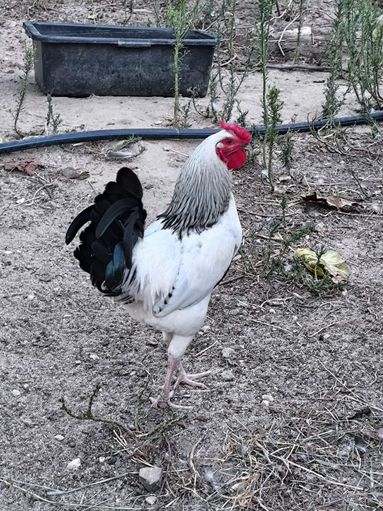 Galos híbridos Sussex