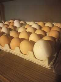 Jaja jajka  kurze z wolnego wybiegu