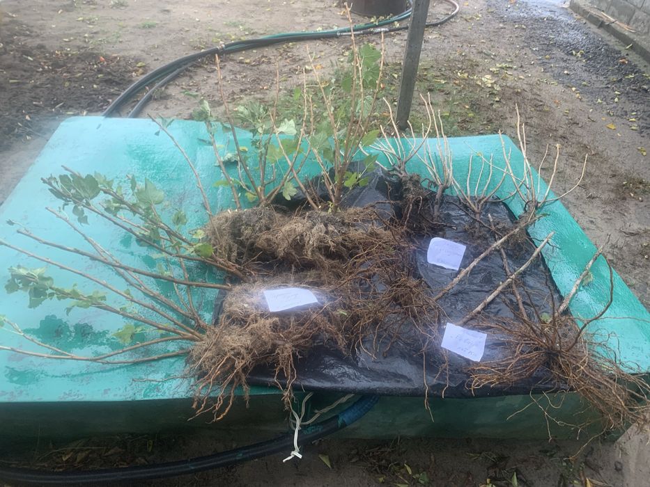 Саженцы черной смородины