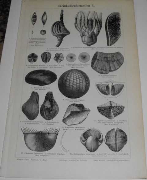 Skamieliny II   oryginalne XIX w. grafiki