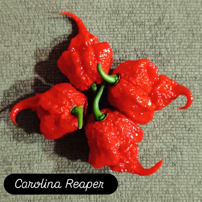 Caixa de malaguetas frescas ardência Nuclear