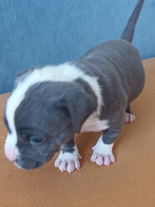 PIĘKNY BLUE Szczeniak Amstaff