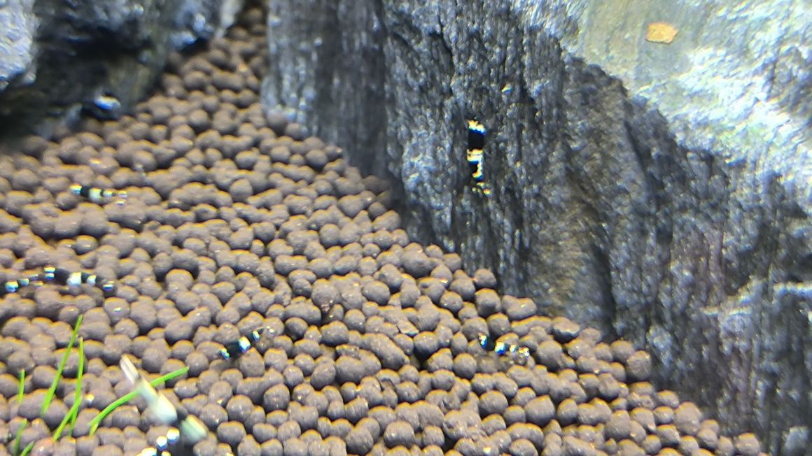 Krewetki Caridina Taiwan Bee Panda