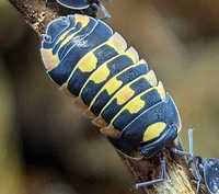 Merulanella Yellow Arrow isopod isopody