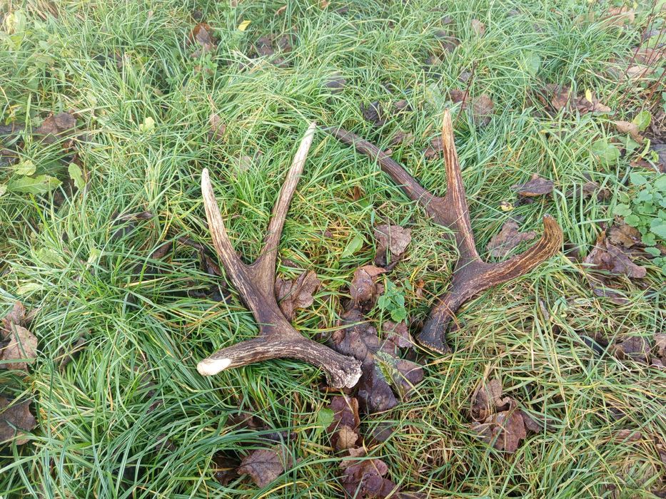 Poroże/ łopaty Łosia