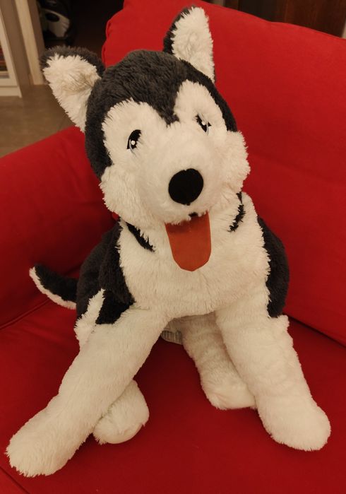 Ikea , wielki husky uśmiechnięty pies