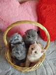 Шотландские котята