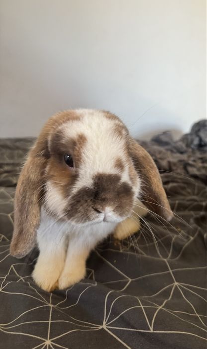 Oddam za darmo królika mini lop