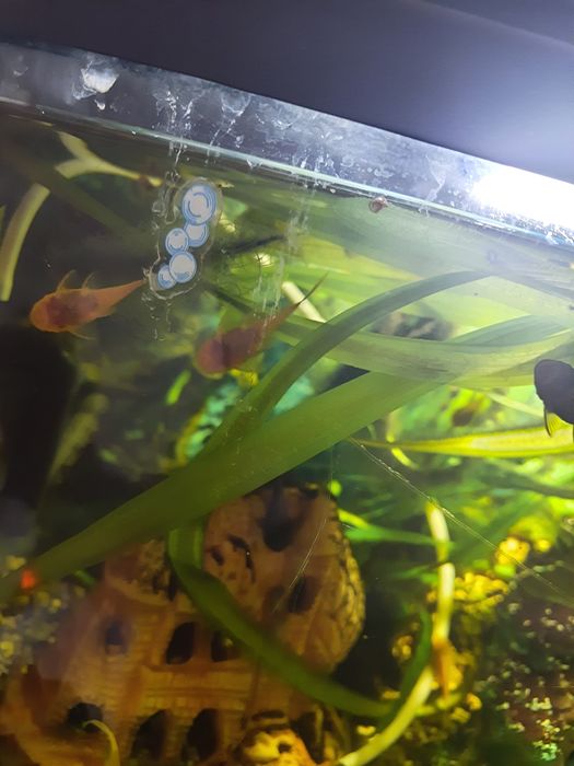 Glonojady czarne żółte