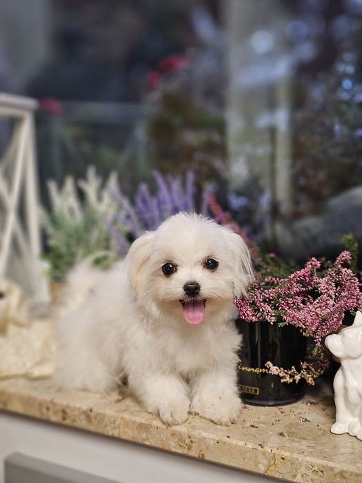 Maltańczyk ZKwP/ FCI