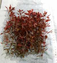 Ludwigia mini super RED (2 plan CZERWONA!)