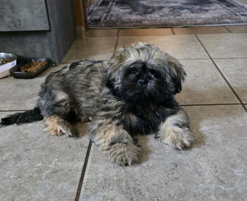 Shih tzu szczeniaczek