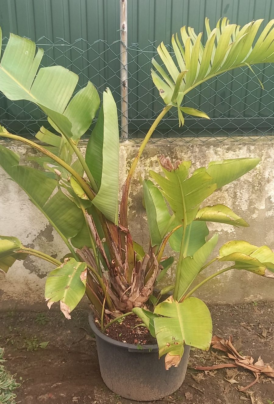 Strelitzia Nicolai/ Estrelicia