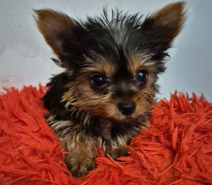 Yorkshire stalowo złota mini