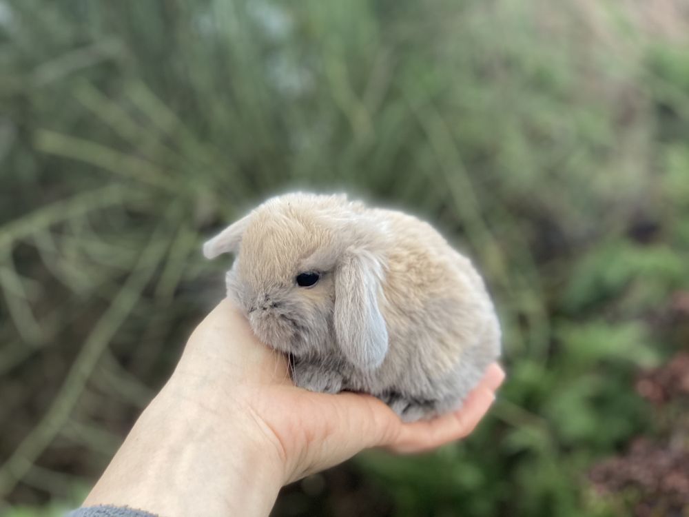 Очень красивого и редкого окраса крольчонок самой маленькой породы NHD
