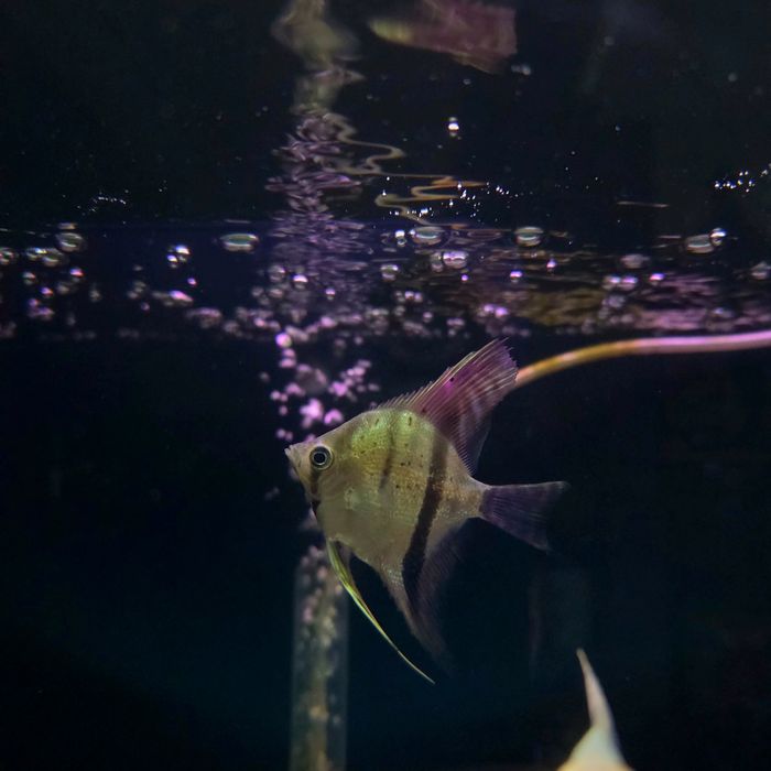 Skalar gujana red dragon/ guyana red dragon