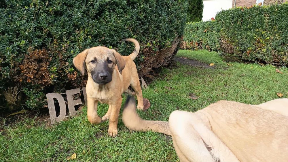 Szczeniak z Turcji w typie kangal