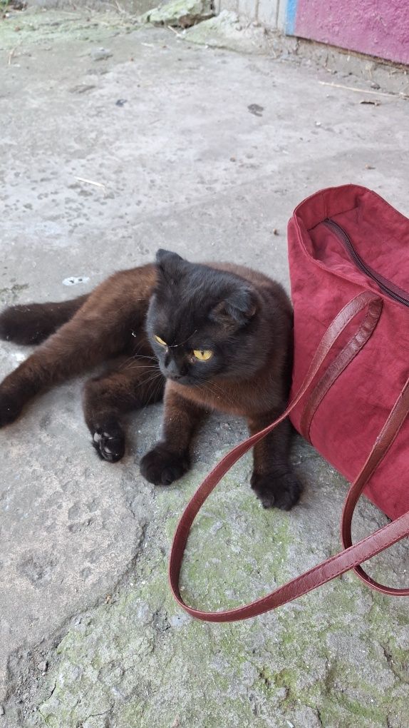Котик  весловухий в добрі руки
