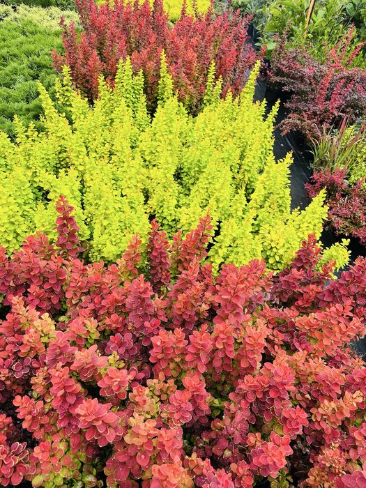 Барбарис декоративний, Лаванда, Гейхера