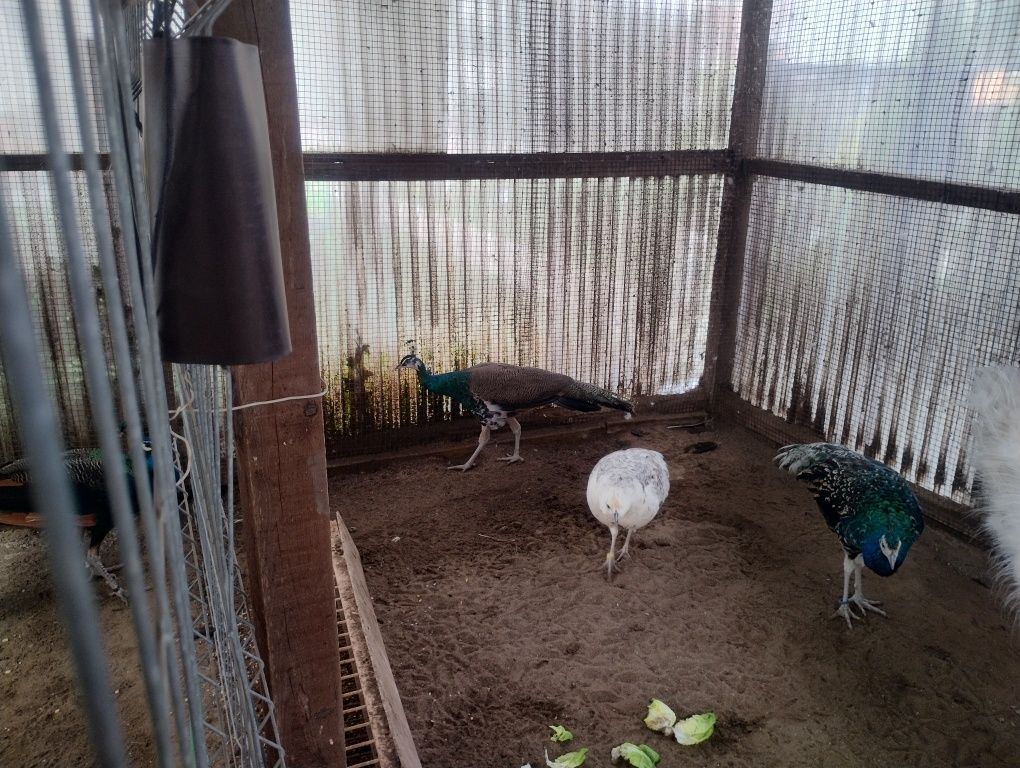sprzedam mlode pawie. Został Samiec.