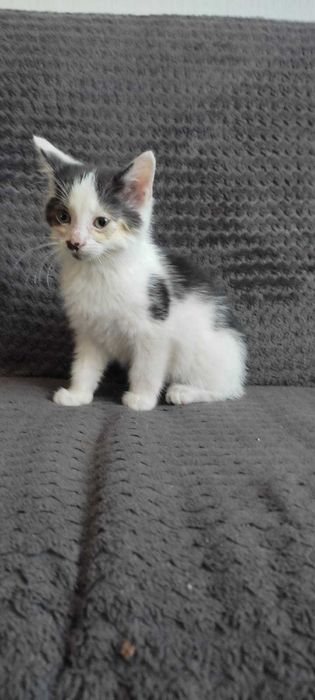 Oddam 2 kotki sierotki