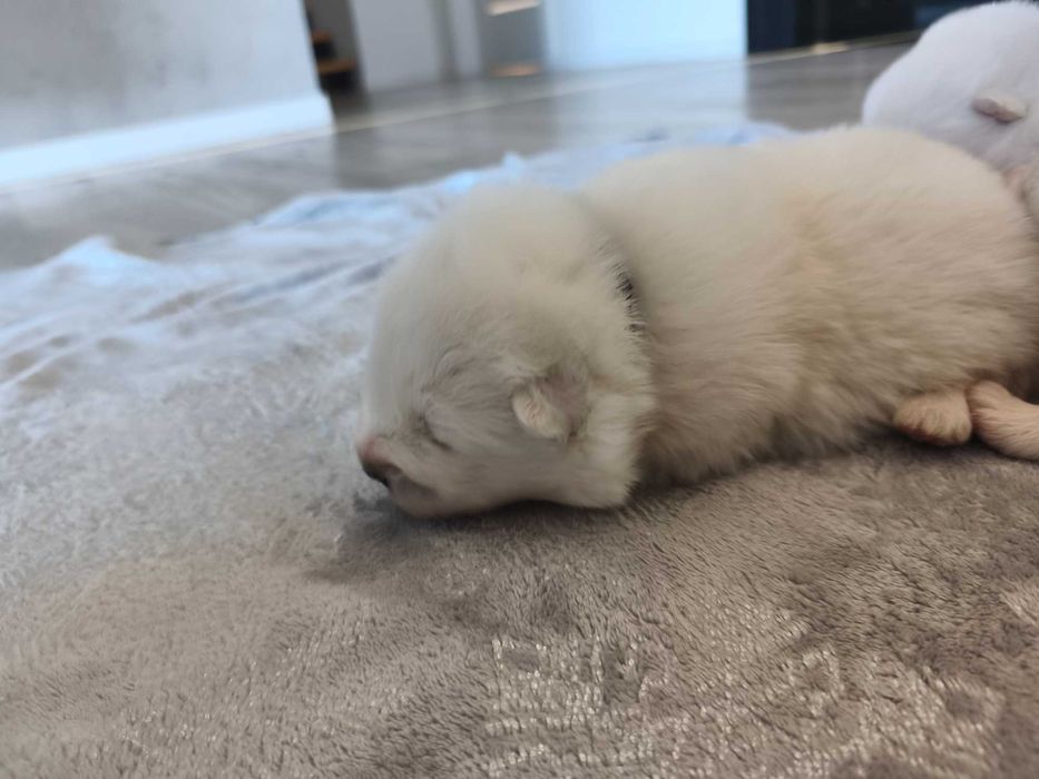 Samojed Samoyed Suczka