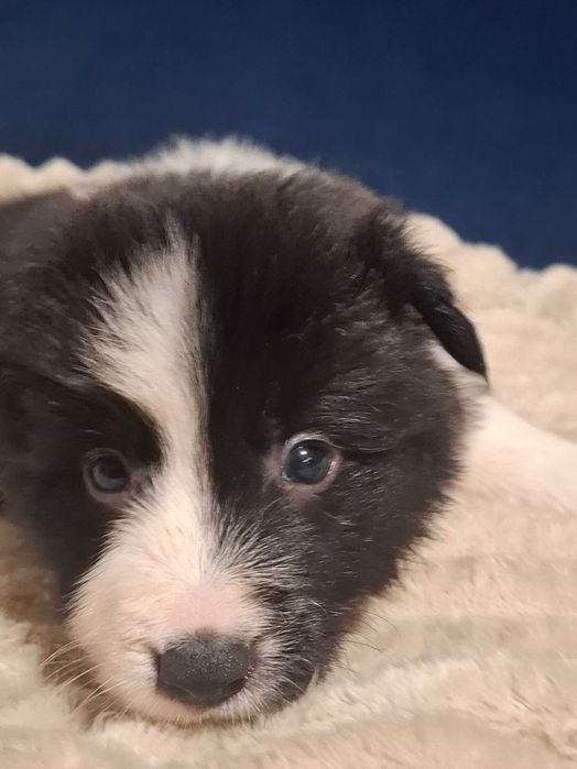 Border Collie Suczka Alice z rodowodem, wychowana w domu