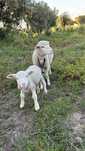 Casal borregos wilfrance novinhos