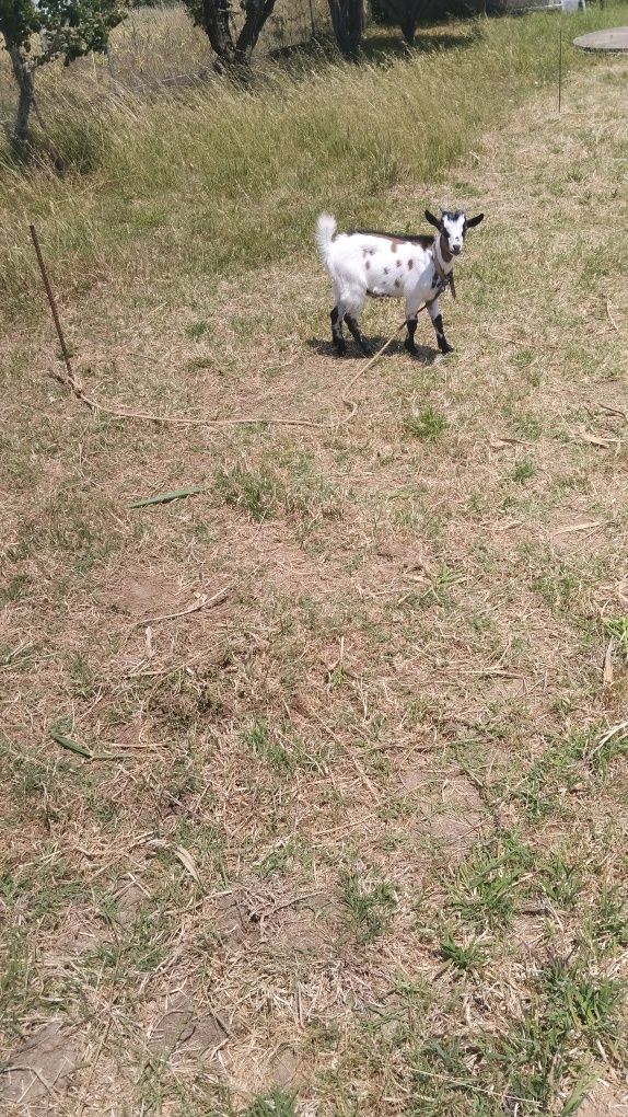 Cabrito anão para venda ou troca