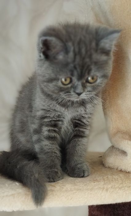 Шотландські кошенята