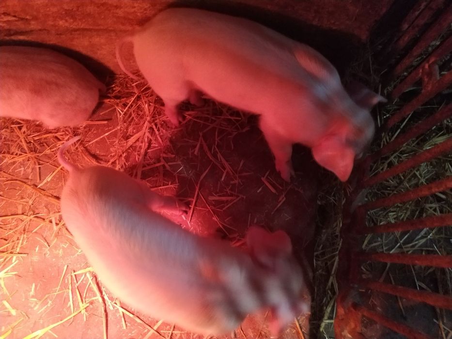 Продаю малі поросята м'ясної породи Максимус