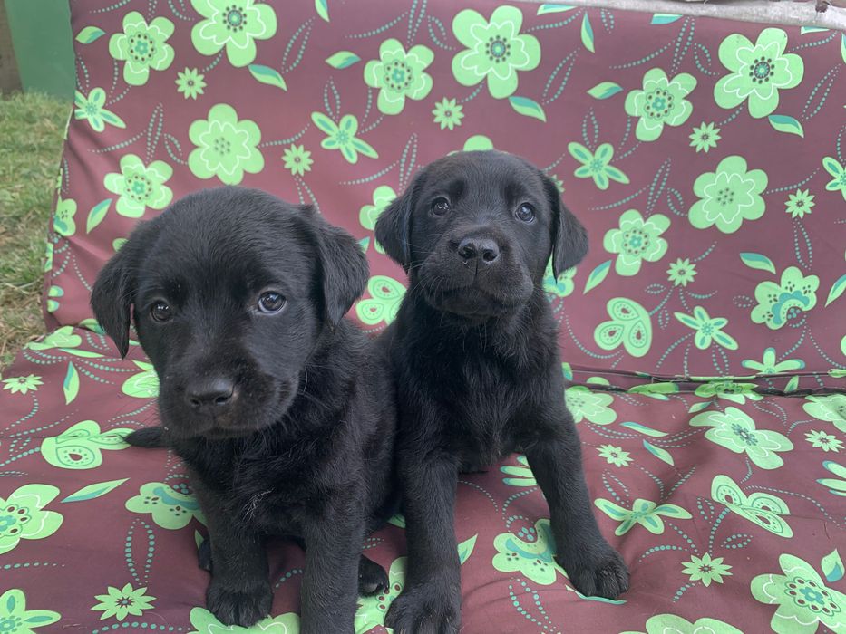 Лабрадор ретрівер