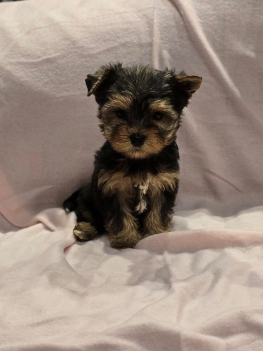 Suczka mini Yorkshire terrier